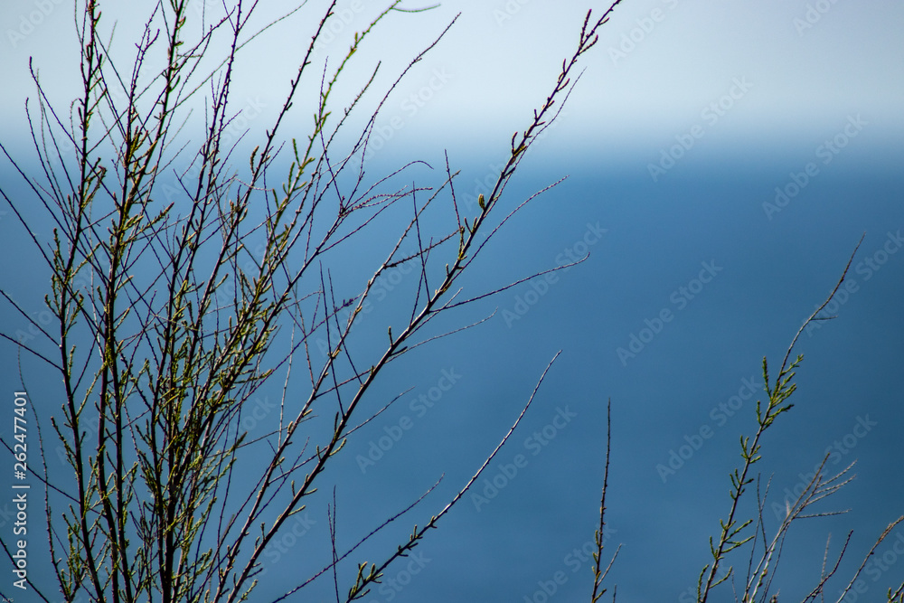 Fototapeta premium thin stems of a plant with the sea defocused in the background