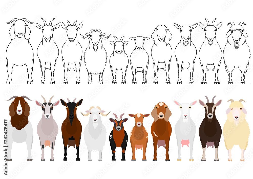 various goats border set Stock Vector Adobe Stock