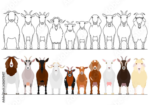 various goats border set