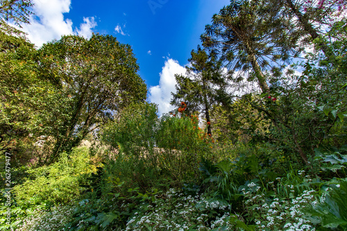 small house glimpsed in the greenery