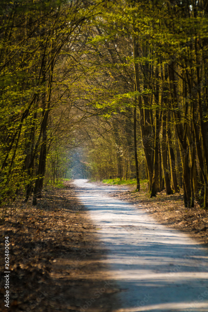 Obraz premium Aleja las