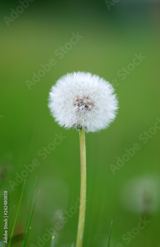 Dandelion flowers isolated on green