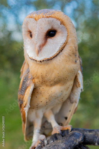 Portrait of white owl