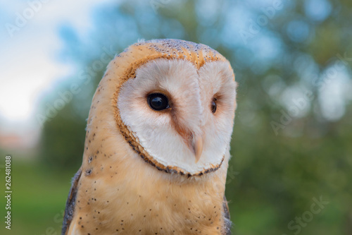 Portrait of white owl