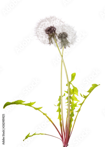 two heads white isolated dandelion