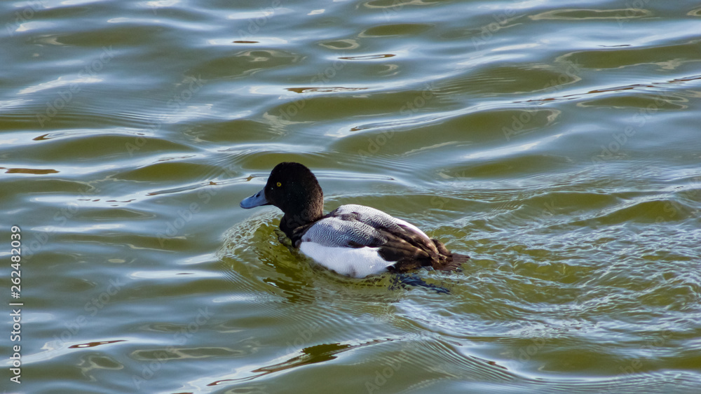 Diving duck Greater scaup or Aythya marila male portrait in river, selective focus, shallow DOF