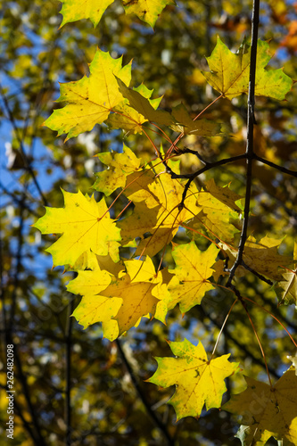 Leaves of Norway Maple, Acer platanoides, in autumn against sunlight with bokeh background, selective focus, shallow DOF