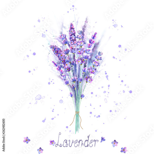 Watercolor lavender bouquet. Lavender flowers  plants and watercolour splashes on white background