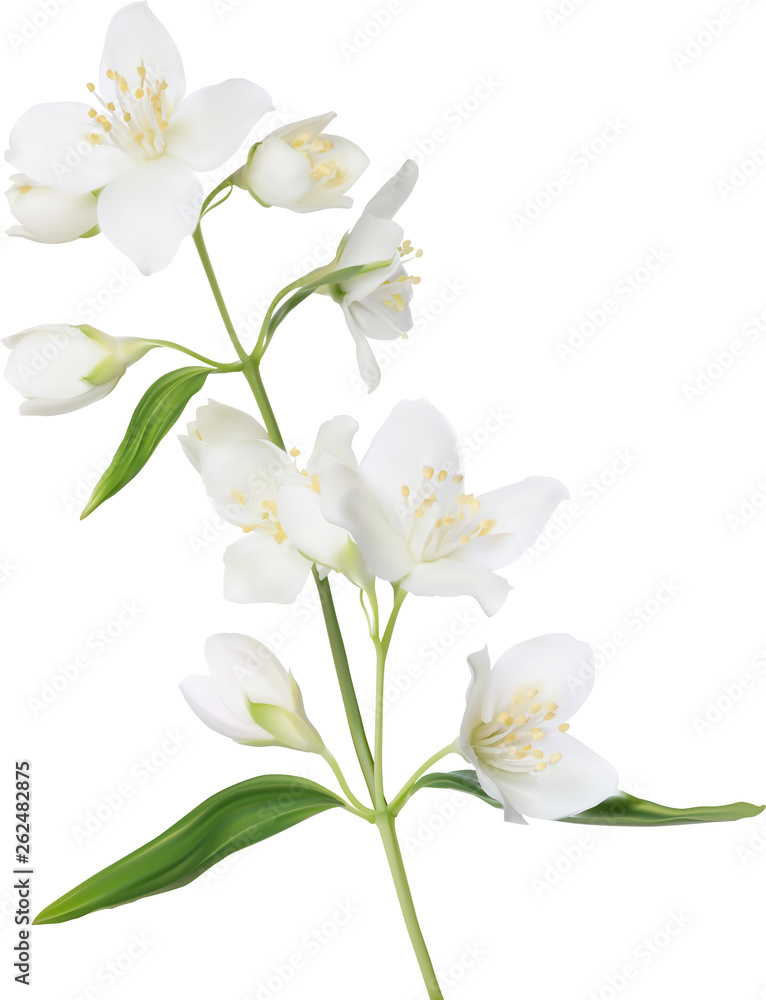 illustration with white isolated jasmine blossoming branch illustration with white isolated jasmine blossoming branch