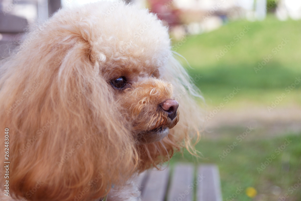 横顔のトイプードル Stock 写真 Adobe Stock 横顔のトイプードル Stock 写真 Adobe Stock