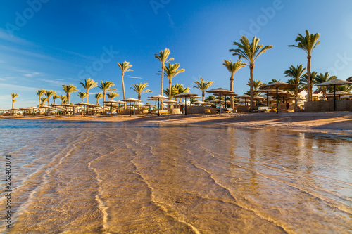 Beautiful sandy beach with palm trees at sunset. Egypt
