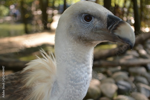  animal eagle vulture in the reserve