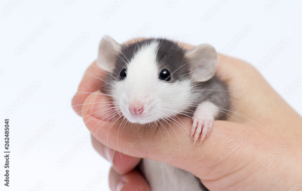 cute little rat in hand cute little rat in hand