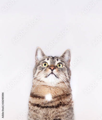 beautiful striped cat looking up isolated on white background