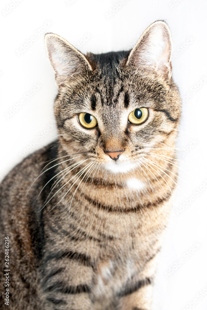 cat sitting in front and looking down. isolated on white background