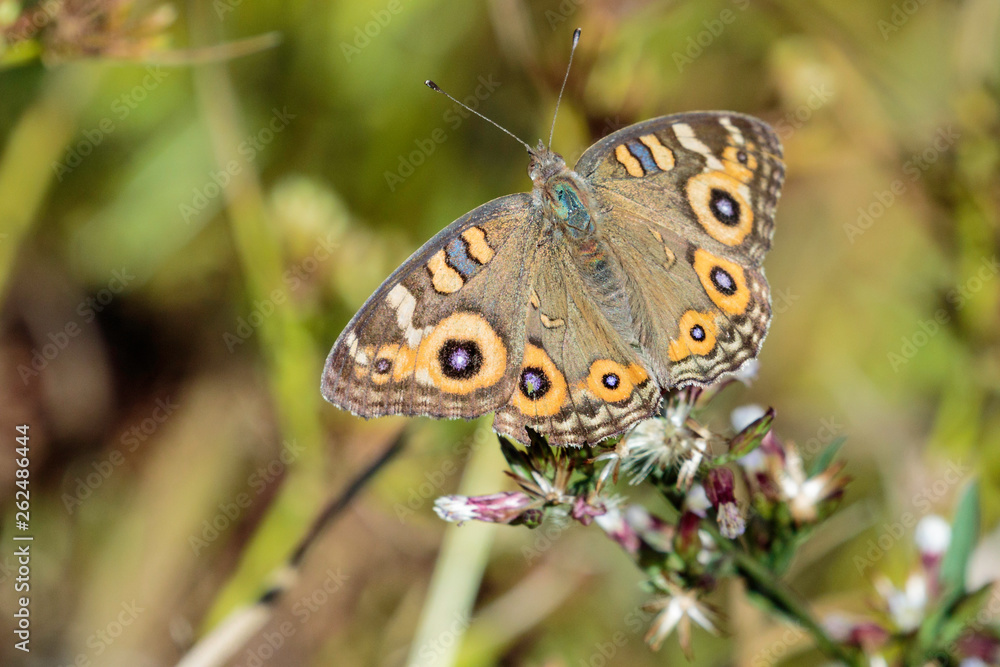 A Meadow Argus sunning itself at The Pinnacle Nature Reserve, Canberra, Australia during a morning of April 2019 A Meadow Argus sunning itself at The Pinnacle Nature Reserve, Canberra, Australia during a morning of April 2019