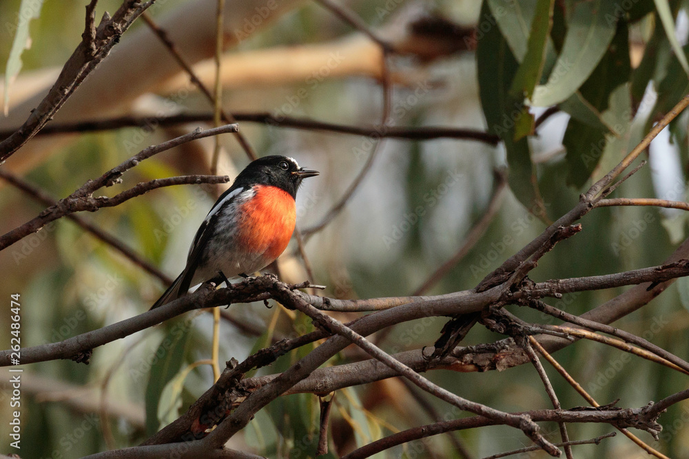A male Scarlet Robin perched in a tree calling in the morning at the Pinnacle Nature Reserve, Canberra, Australia in April 2019 A male Scarlet Robin perched in a tree calling in the morning at the Pinnacle Nature Reserve, Canberra, Australia in April 2019