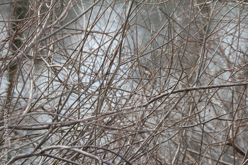 Background grey branches water nature