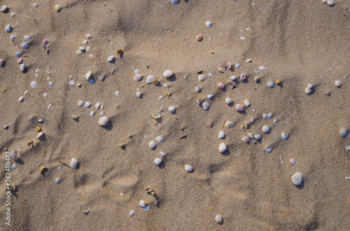 Different shells on the sandy shores of the Gulf of Riga.