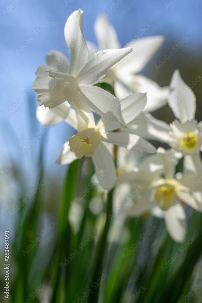 Obraz premium White daffodils in the spring sun