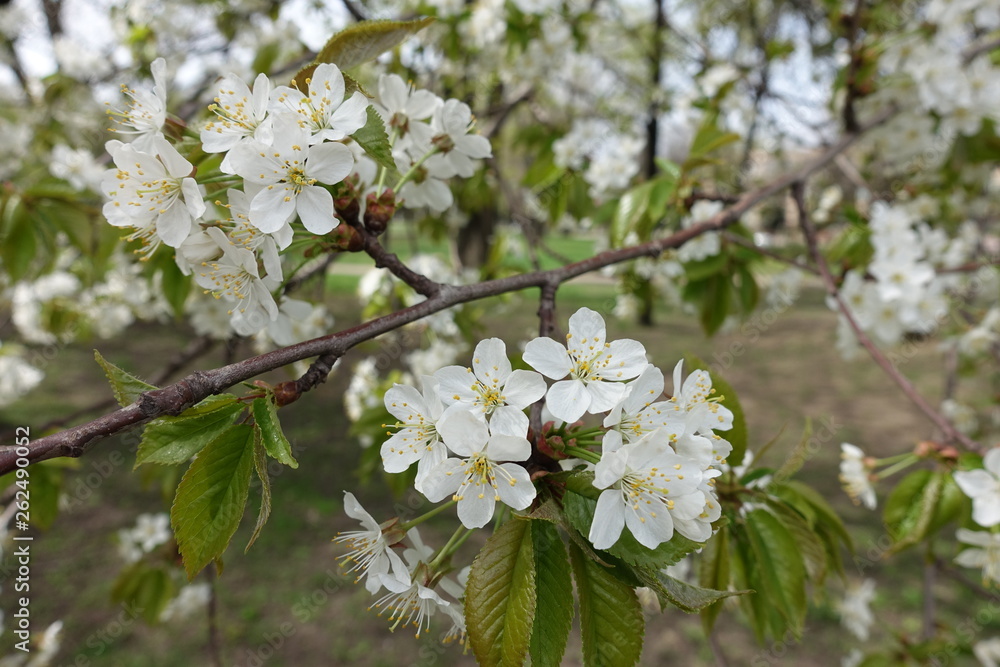 Slanted branch of blossoming cherry tree in spring