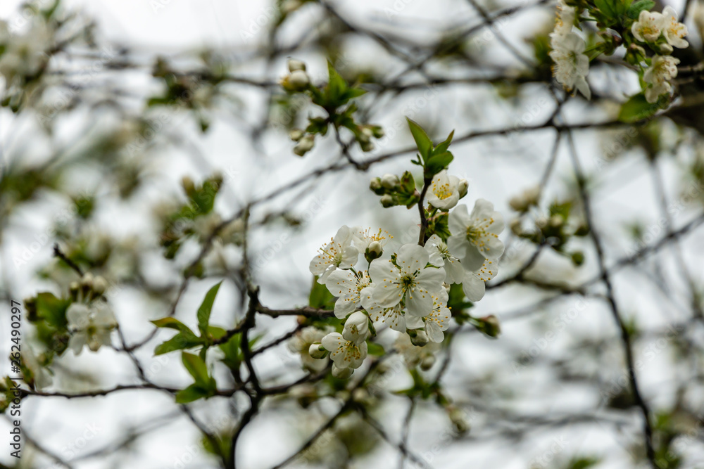 White cherry flowers blossom against the background of sky. A lot of white flowers in spring dayin garden. Selective focus White cherry flowers blossom against the background of sky. A lot of white flowers in spring dayin garden. Selective focus