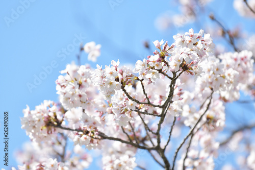 桜