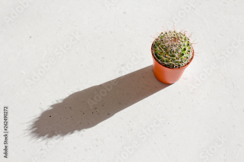 A round green mammilaria cactus in a terracotta pot stands in the sun and casts a long, hard shadow photo