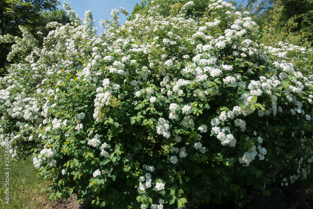 Big shrub of Spiraea vanhouttei in full bloom in spring Big shrub of Spiraea vanhouttei in full bloom in spring