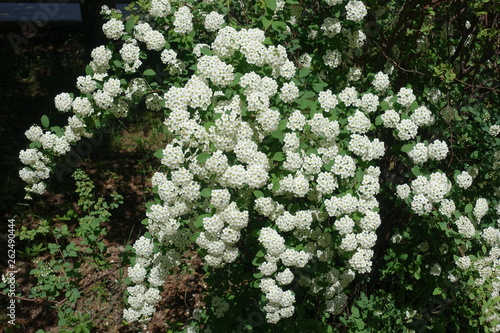 Blossoming branches of Spiraea vanhouttei in spring