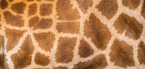 Close up of a giraffe skin pattern.