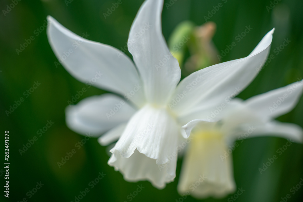 Obraz premium White daffodils in the spring sun