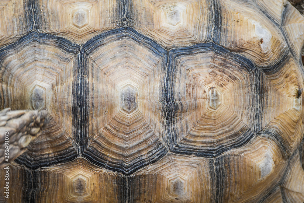 Small detailed turtle shell surface close up pattern top view Small detailed turtle shell surface close up pattern top view