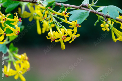 Soft selective focus of yellow Ribes aureum flower blooming. Flowers golden currant, clove currant, pruterberry and buffalo currant on garden green background. photo