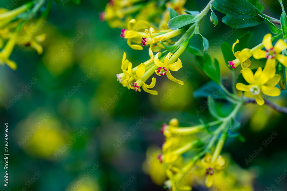 Soft selective focus of yellow Ribes aureum flower blooming. Flowers golden currant, clove currant, pruterberry and buffalo currant on garden green background. Soft selective focus of yellow Ribes aureum flower blooming. Flowers golden currant, clove currant, pruterberry and buffalo currant on garden green background.