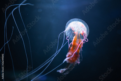 pelagia noctiluca jellyfish underwater