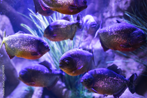 red-bellied piranha fish in aquarium with illumination