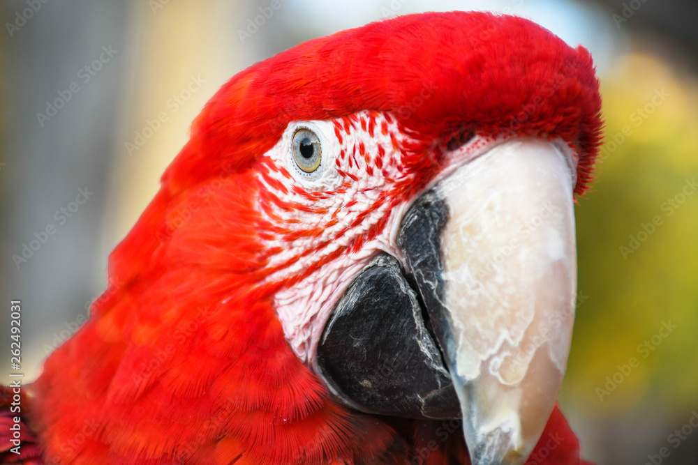Close up head shoot portrait of an colorful parrot green wing scarlet Macaw