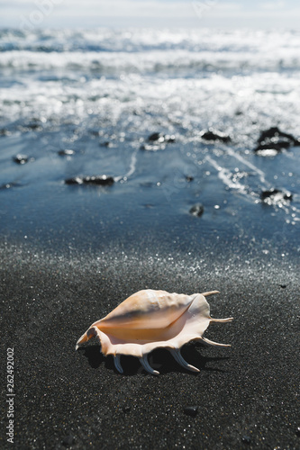 Canvastavla big seashell spider conch (lambis truncata) on black sand shore