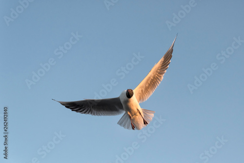 A Flying Seagull