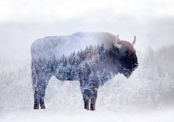 Fototapete Büffel Wilder Bison im Kiefernwald Doppelbelichtung  © erika8213