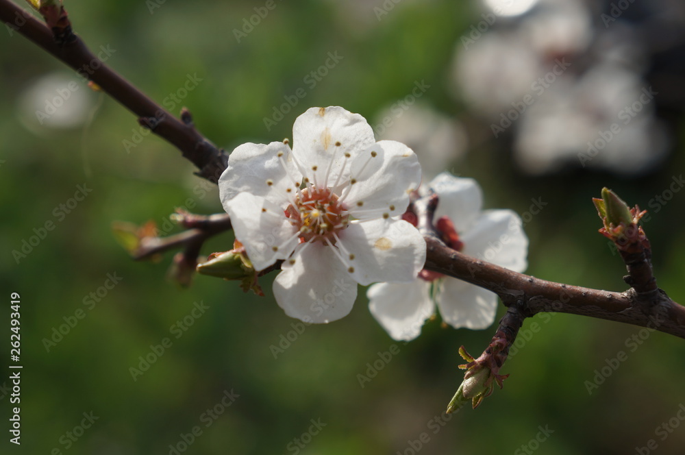 flowers in spring