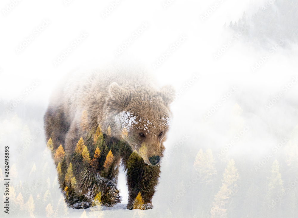 Aluminium schilderij met Double exposure of a wild brown bear and a pine forest #262493893