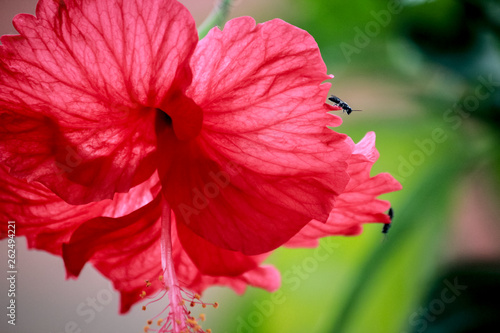 Close up of a hibiscus flower and insects resting on the flower with selective focus. © Tan