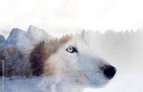 Podwójna ekspozycja przedstawiająca psa husky syberyjskiego i zaśnieżony las sosnowy.