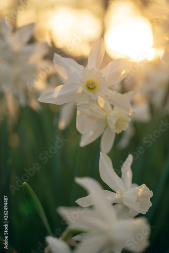 Fotografia, Obraz White daffodils in the light of an early spring sunset