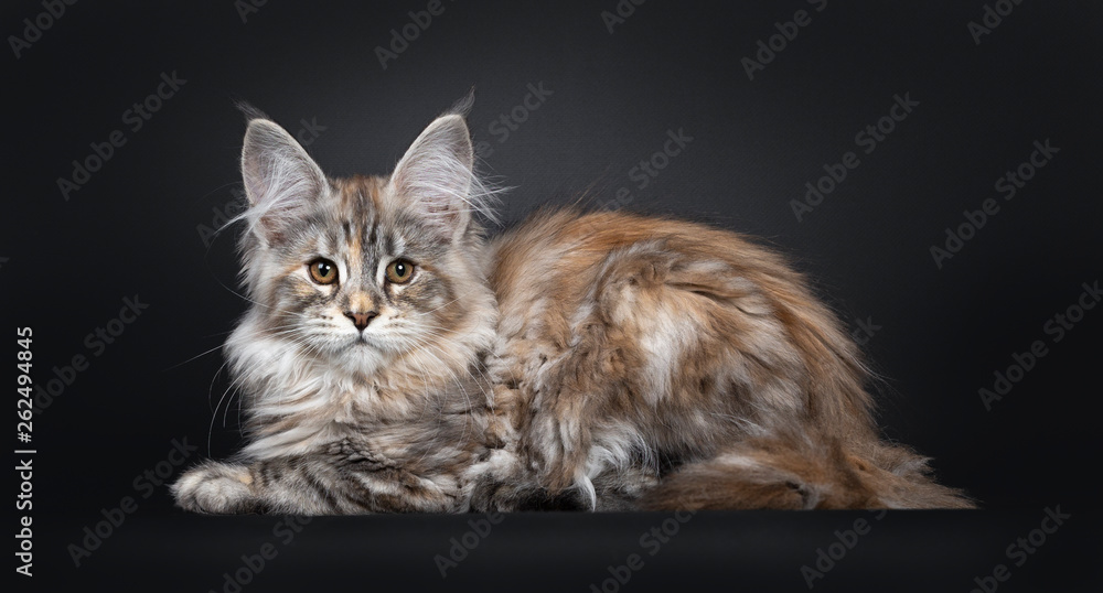 Pretty silver tortie Maine Coon cat kitten laying down side ways. Looking towards camera with brown eyes. Isolated on black background. Tail beside body.