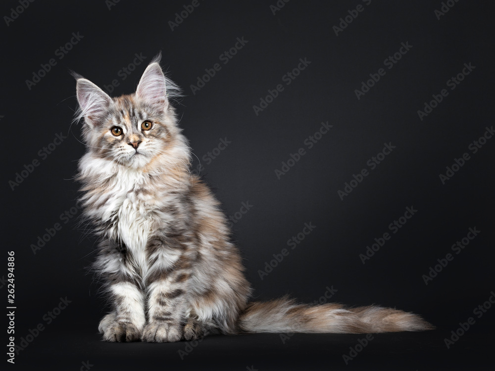 Pretty silver tortie Maine Coon cat kitten sitting a bit side ways. Looking towards camera with brown eyes. Isolated on black background. Tail behind body.