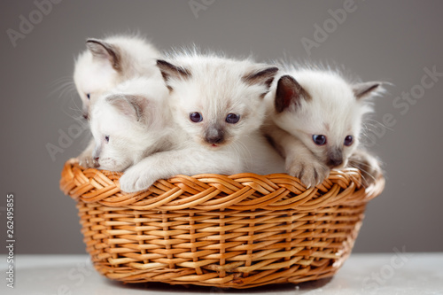 Kittens in basket. Little cute cats on a white background. Fluffy kitty climbed into the basket. Funny mimic pets.