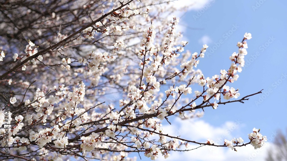 Spring time background. Cherry Blossom trees, Pink Sakura flowers Spring time background. Cherry Blossom trees, Pink Sakura flowers